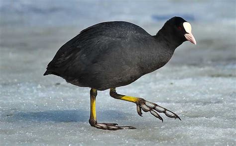 coot meaning|what does a coot look like.